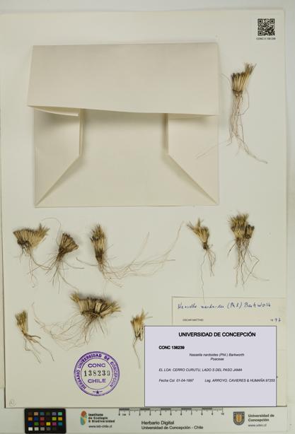 Nassella nardoides [Espécimen: UDEC:CONC:0138239]