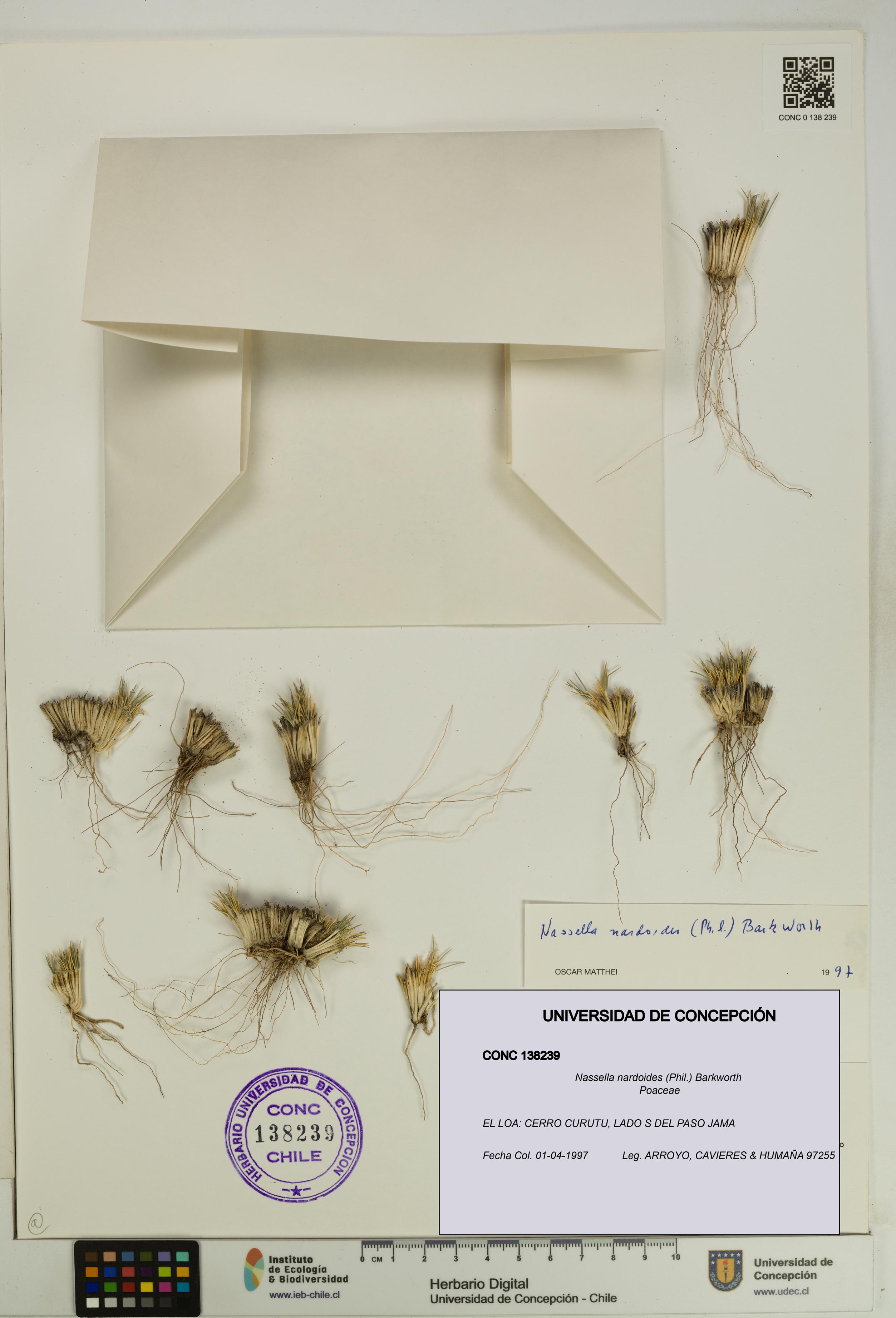 Nassella nardoides [Espécimen: UDEC:CONC:0138239]