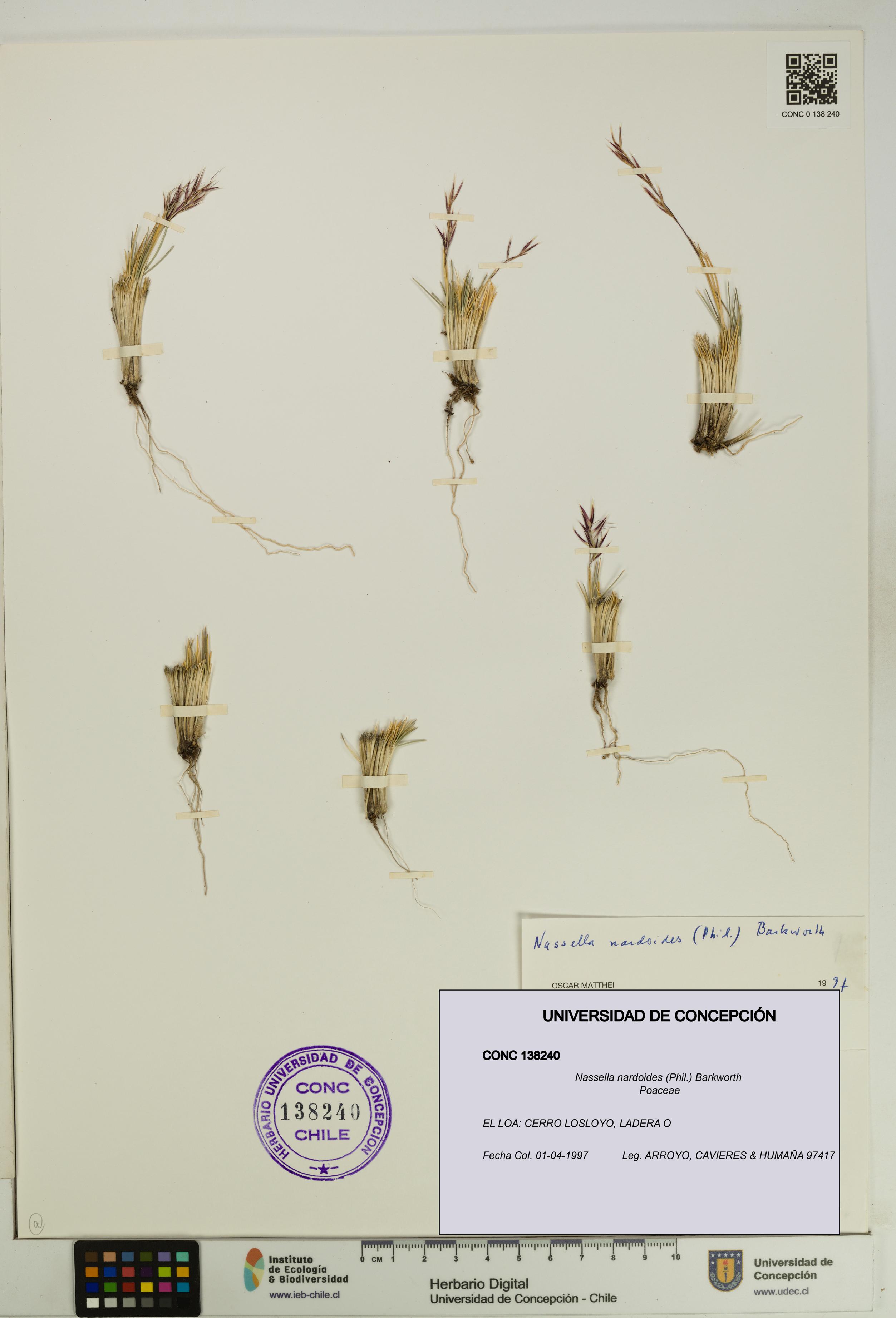 Nassella nardoides [Espécimen: UDEC:CONC:0138240]