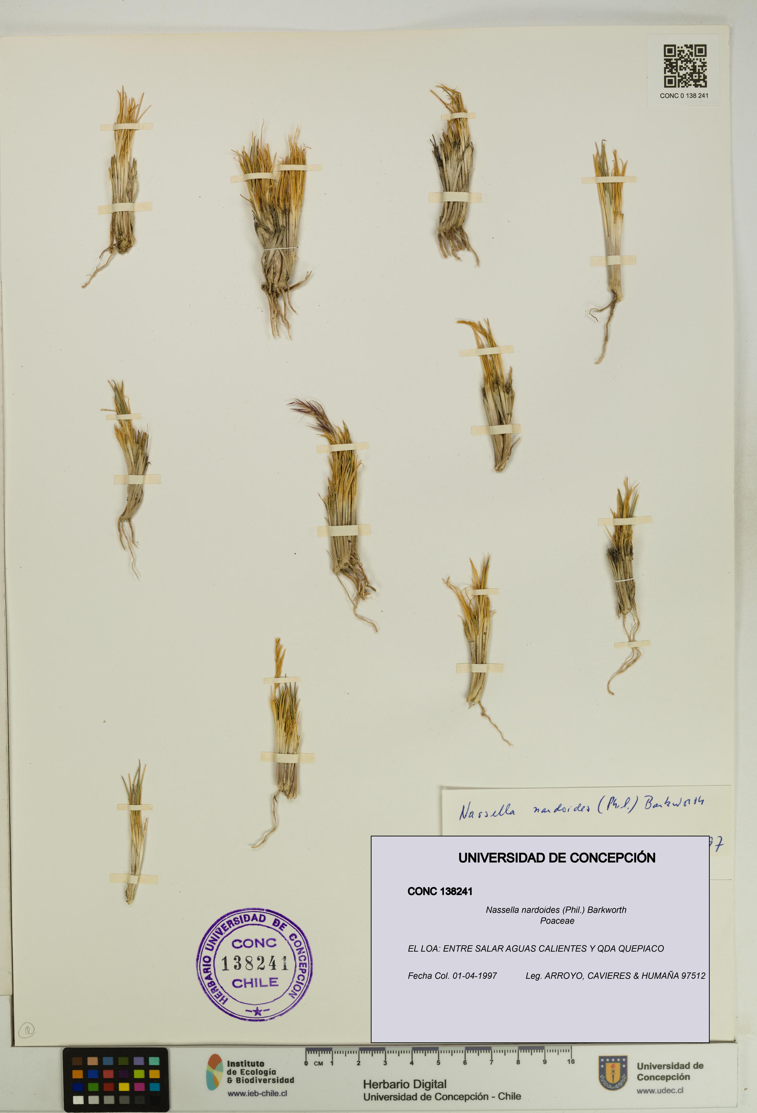 Nassella nardoides [Espécimen: UDEC:CONC:0138241]