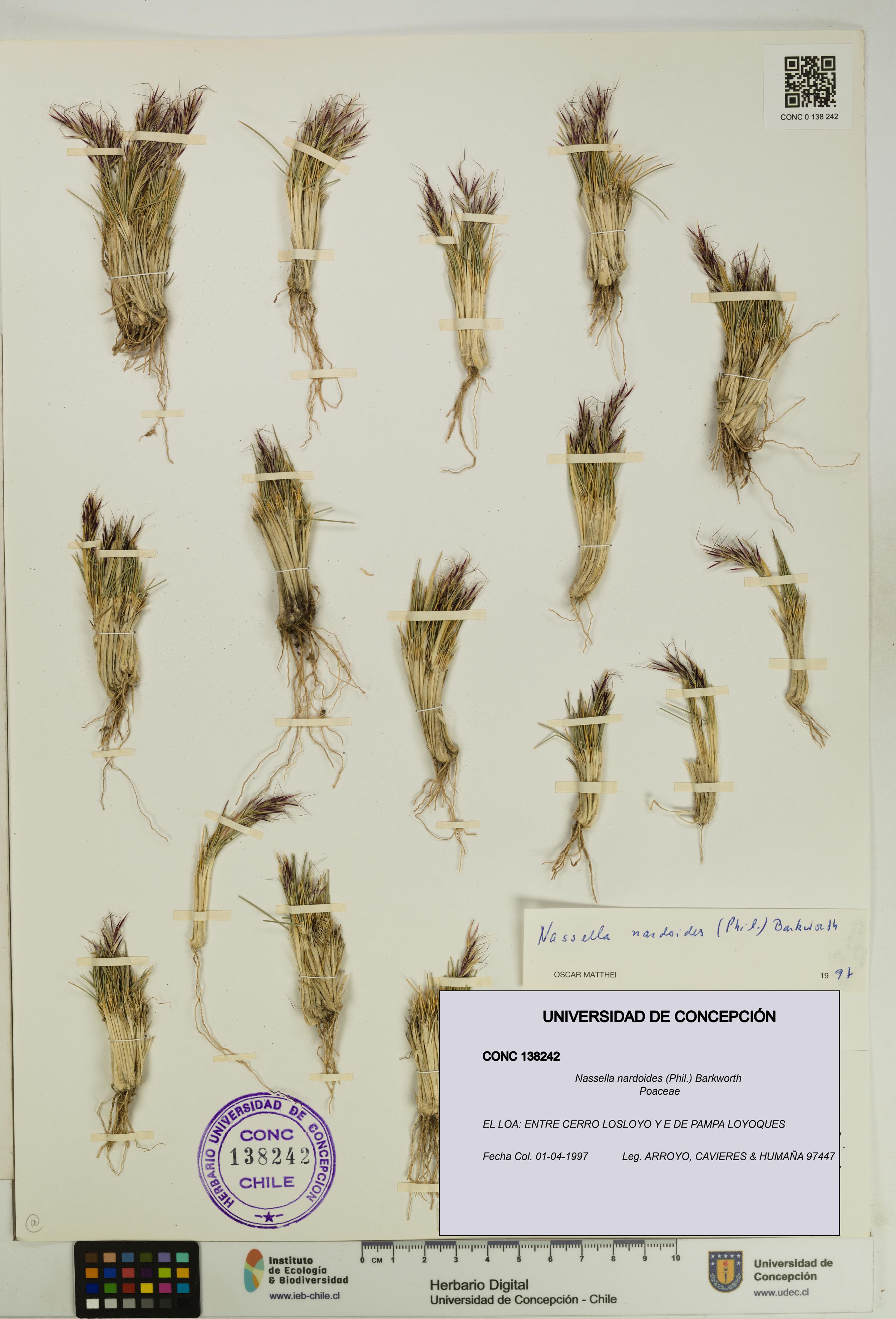 Nassella nardoides [Espécimen: UDEC:CONC:0138242]