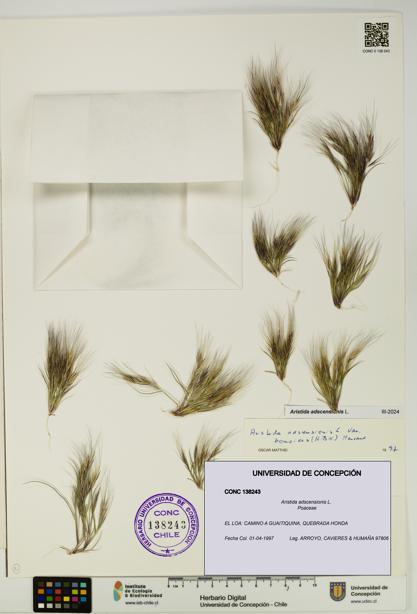Aristida adscensionis [Espécimen: UDEC:CONC:0138243]
