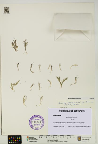 Aristida adscensionis [Espécimen: UDEC:CONC:0138244]