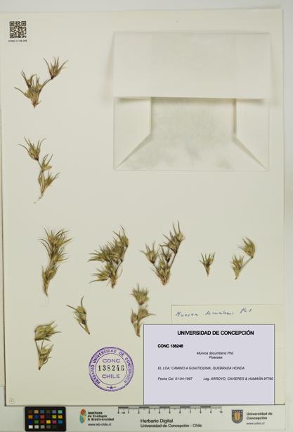 Munroa decumbens [Espécimen: UDEC:CONC:0138246]