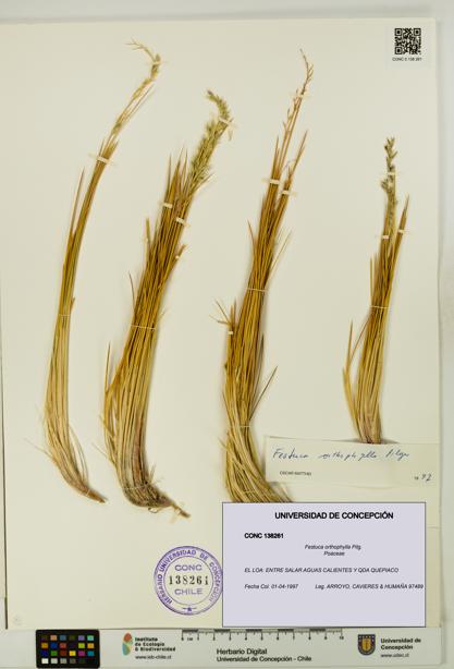 Festuca orthophylla [Espécimen: UDEC:CONC:0138261]