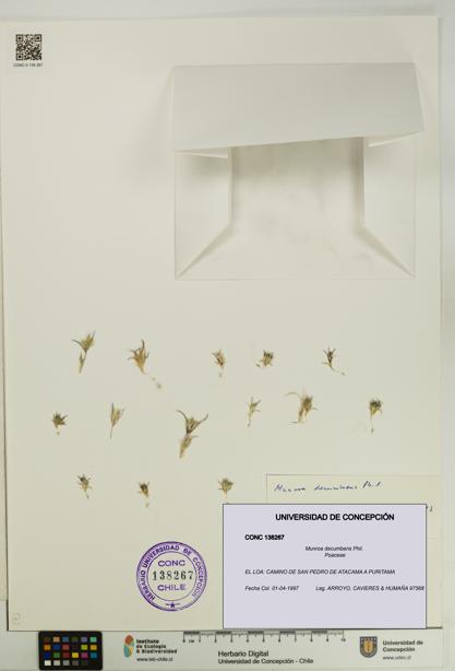 Munroa decumbens [Espécimen: UDEC:CONC:0138267]