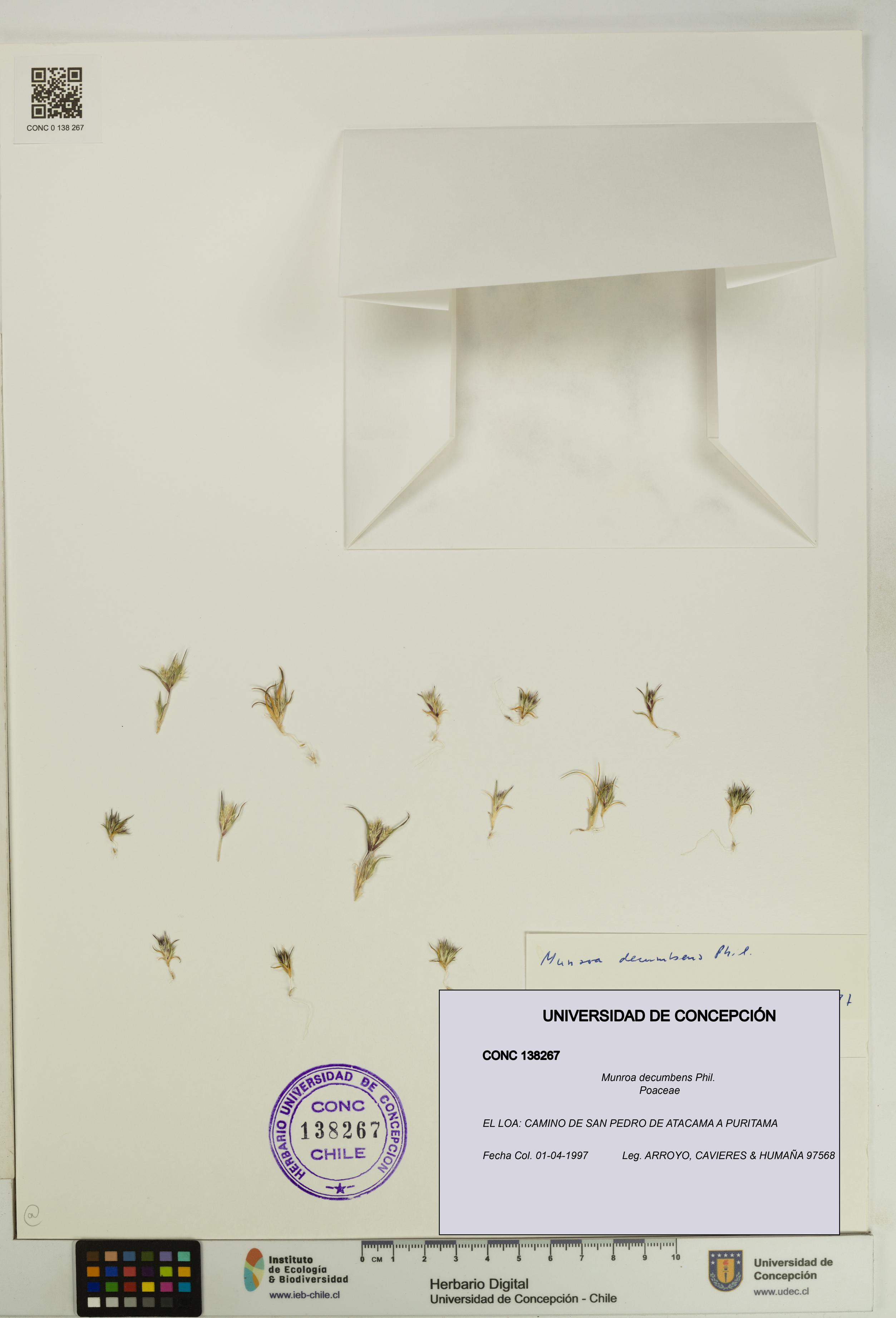 Munroa decumbens [Espécimen: UDEC:CONC:0138267]