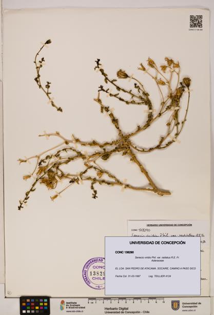 Senecio viridis var. radiatus [Espécimen: UDEC:CONC:0138290]