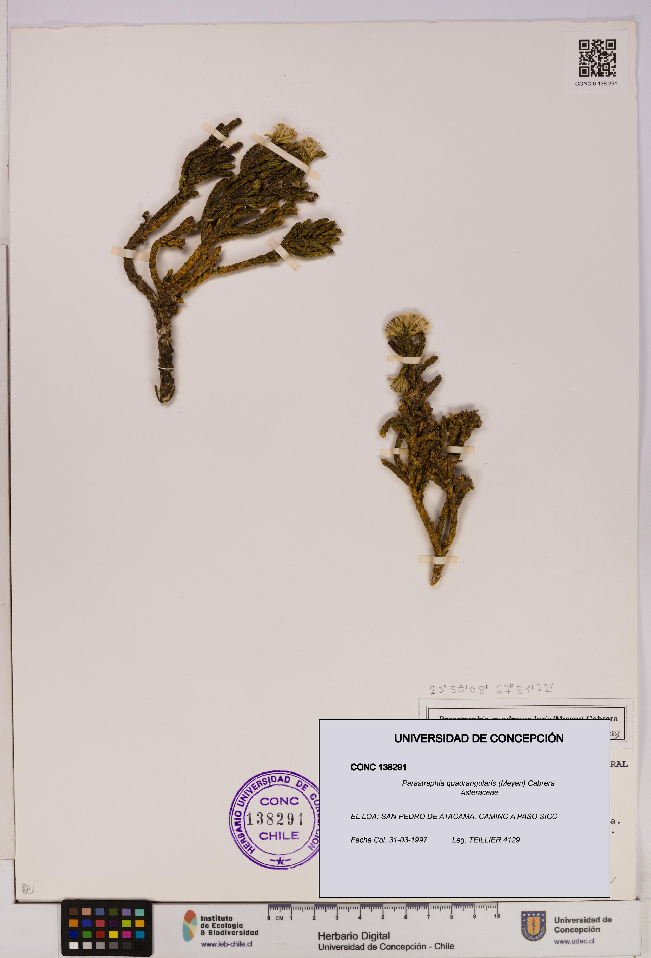 Parastrephia quadrangularis [Espécimen: UDEC:CONC:0138291]