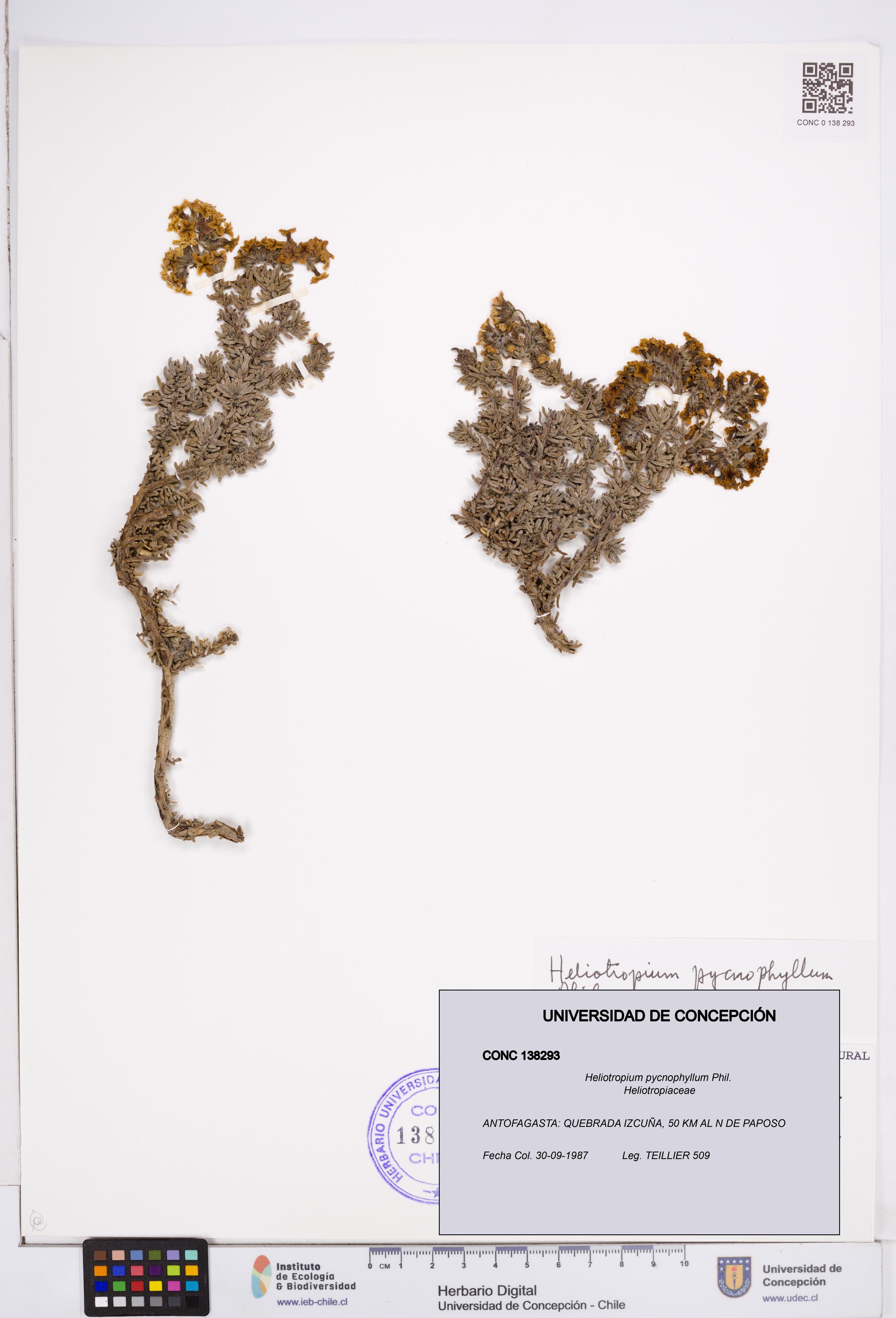 Heliotropium pycnophyllum [Espécimen: ]
