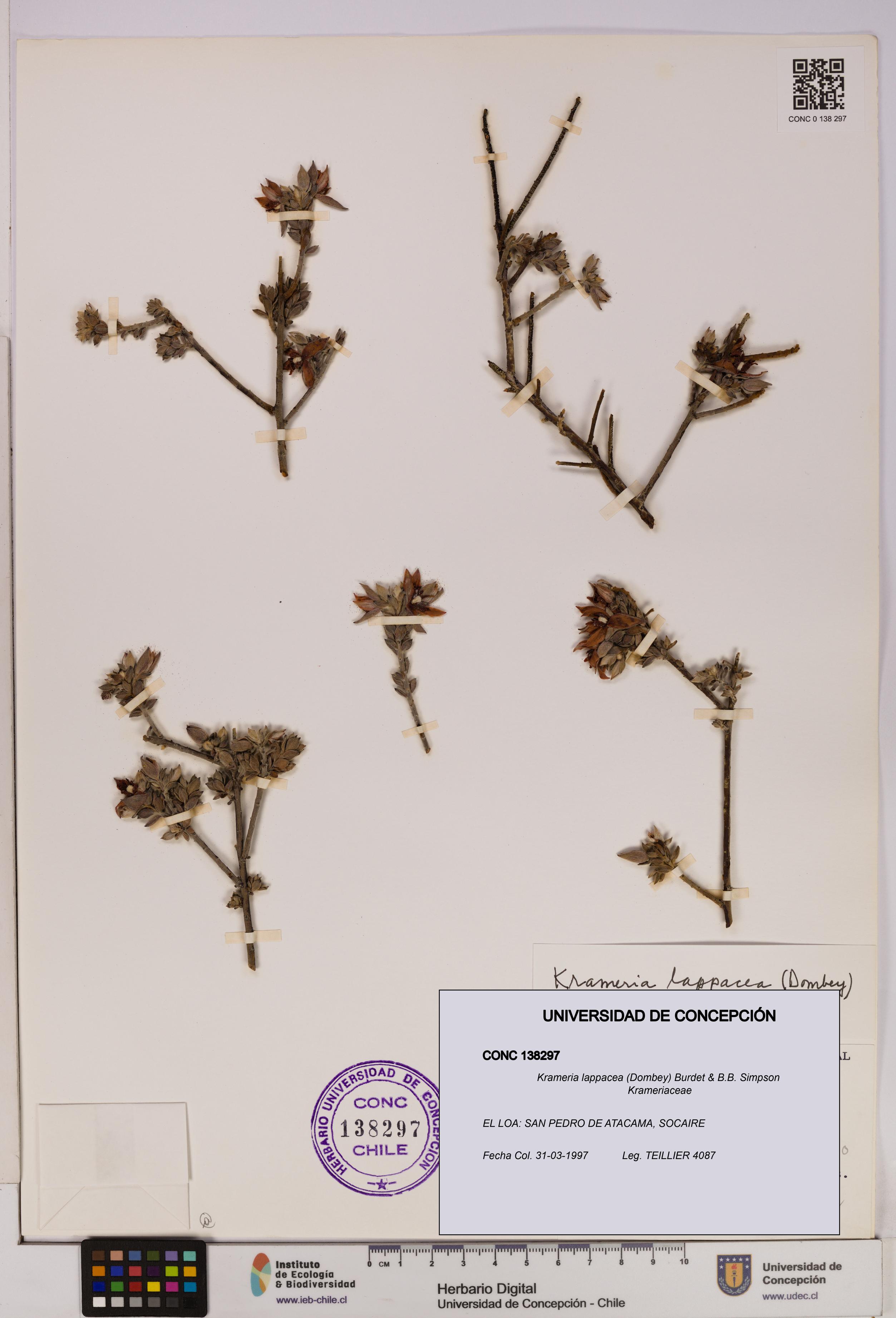 Krameria lappacea [Espécimen: UDEC:CONC:0138297]