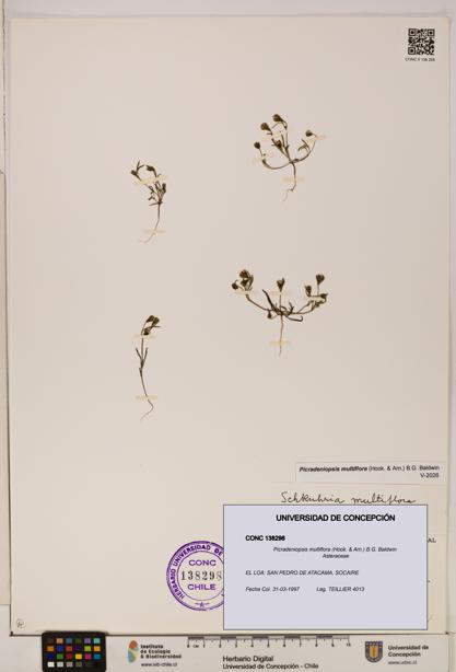 Picradeniopsis multiflora [Espécimen: ]