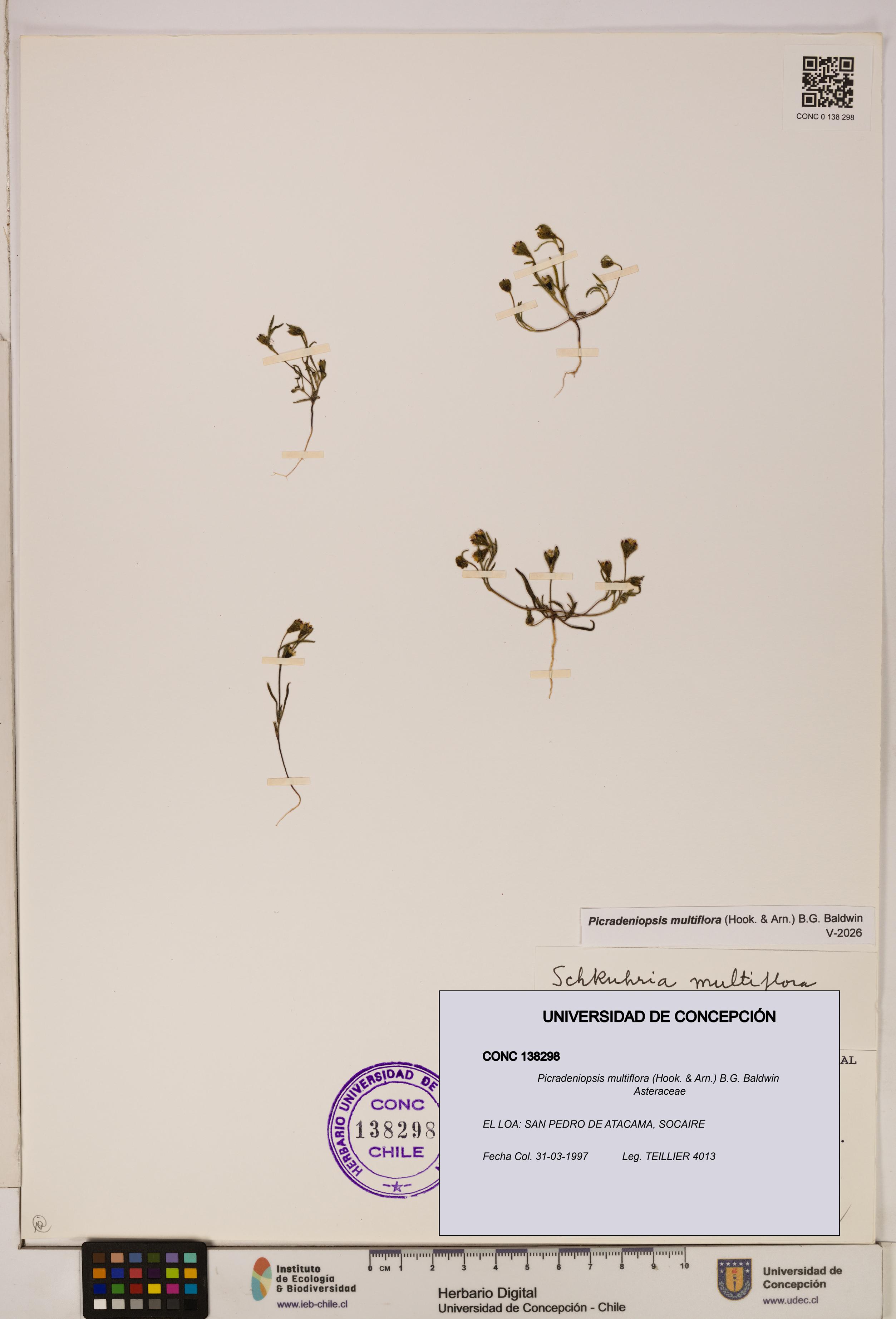 Picradeniopsis multiflora [Espécimen: ]
