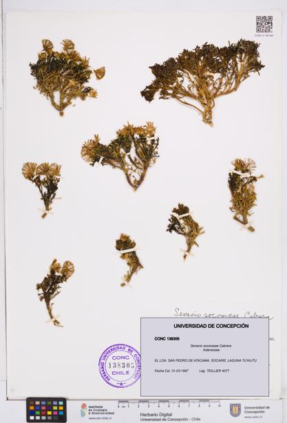 Senecio socompae [Espécimen: ]