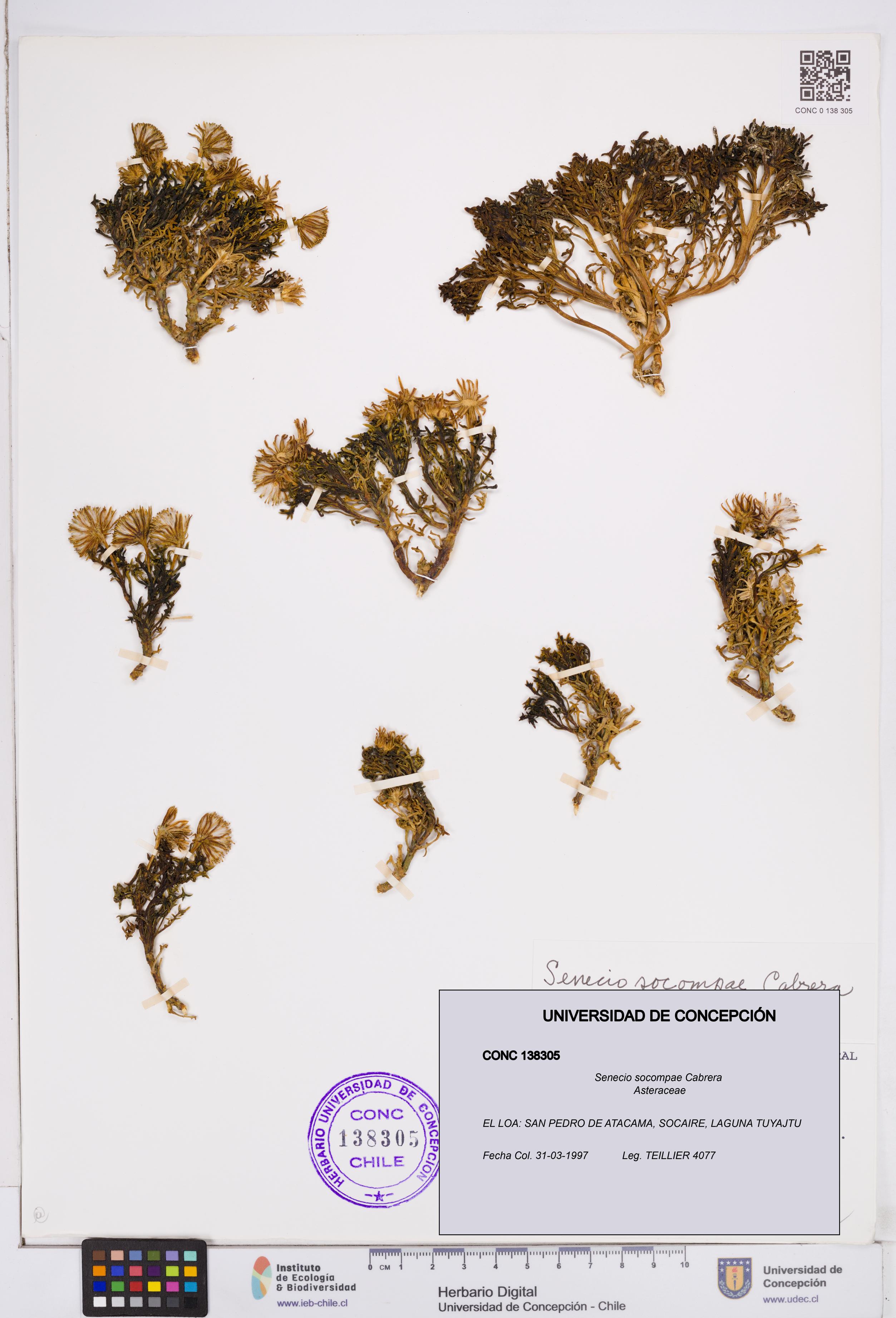 Senecio socompae [Espécimen: ]