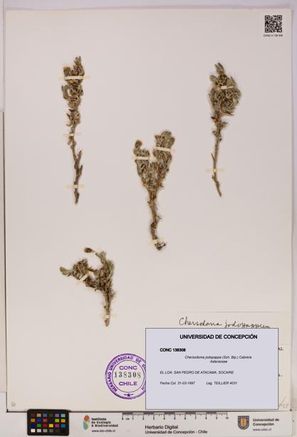 Chersodoma jodopappa [Espécimen: UDEC:CONC:0138308]