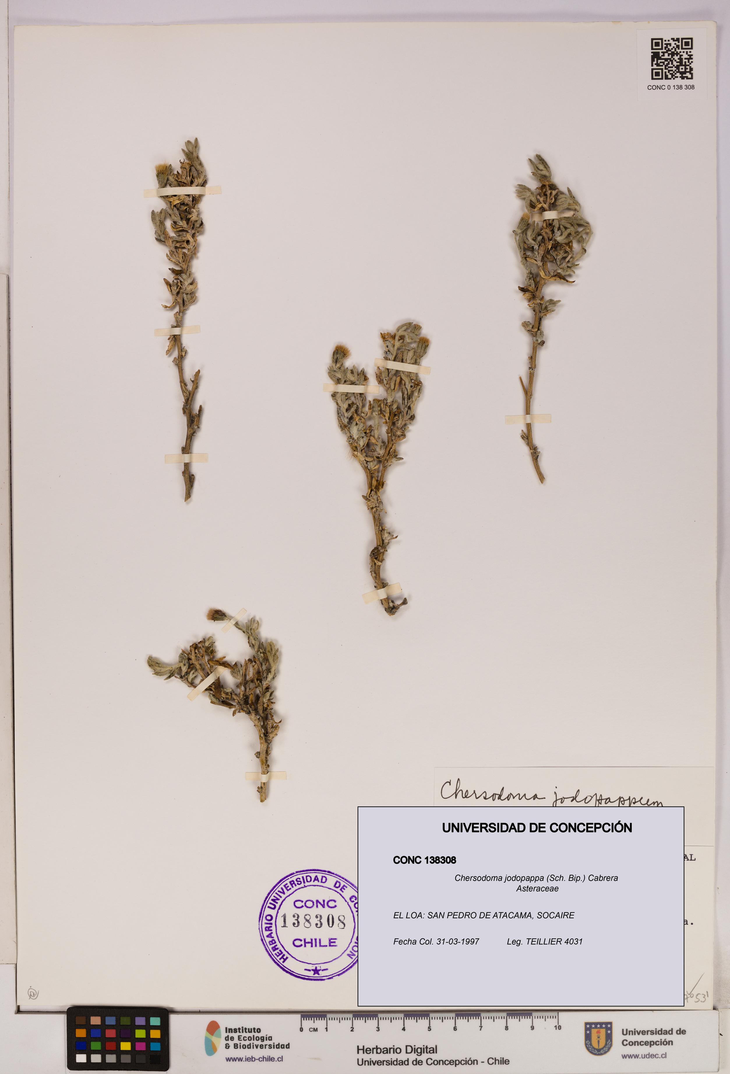 Chersodoma jodopappa [Espécimen: UDEC:CONC:0138308]