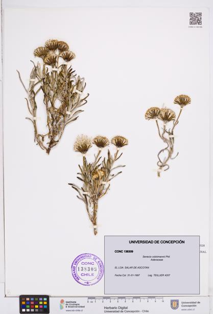 Senecio volckmannii [Espécimen: ]