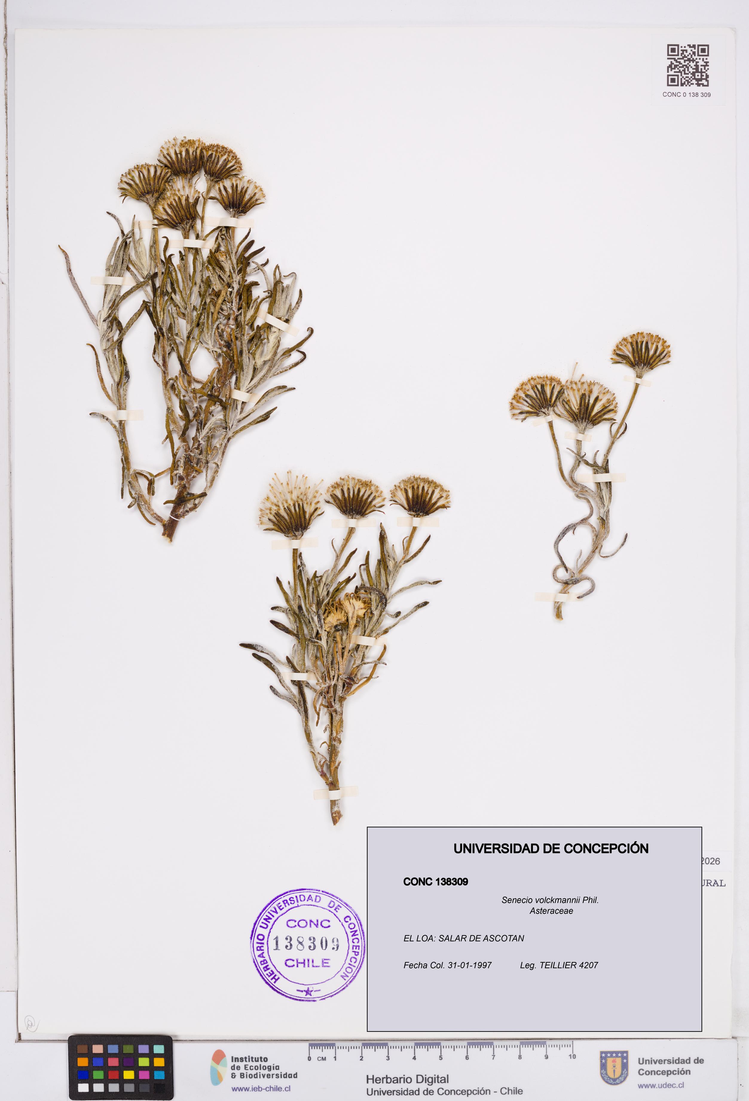 Senecio volckmannii [Espécimen: ]