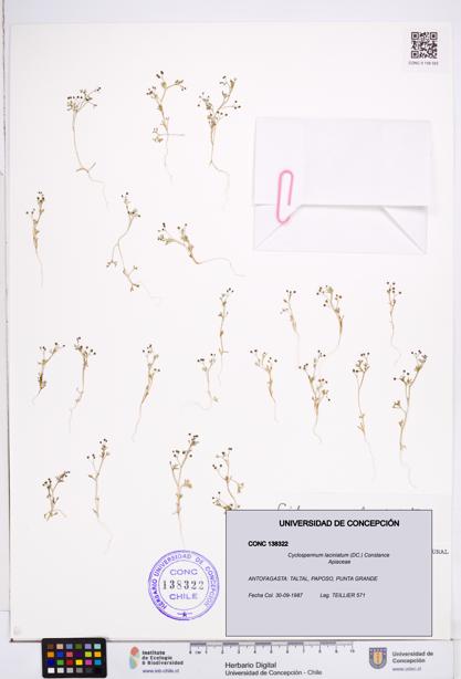 Cyclospermum laciniatum [Espécimen: ]