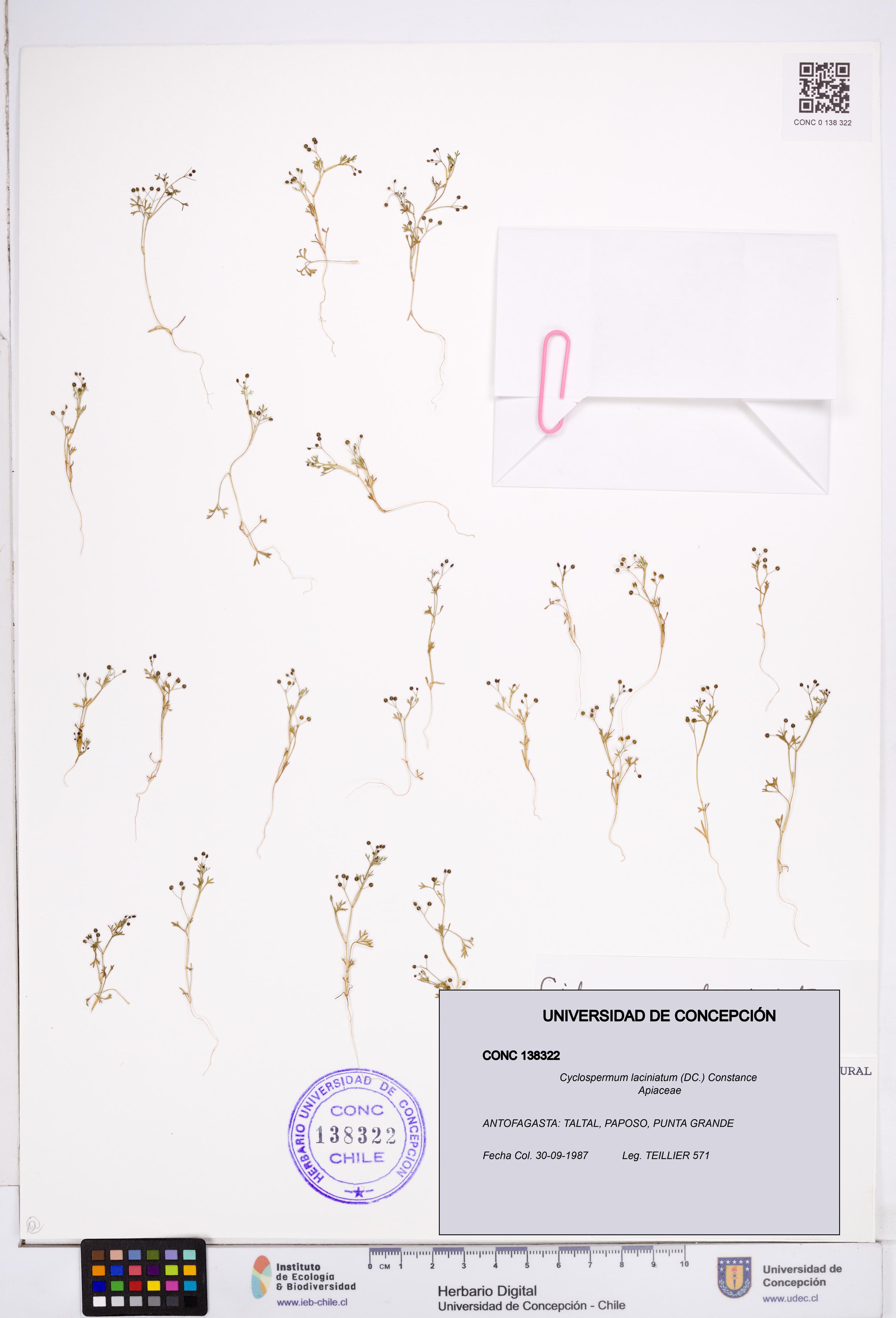 Cyclospermum laciniatum [Espécimen: ]