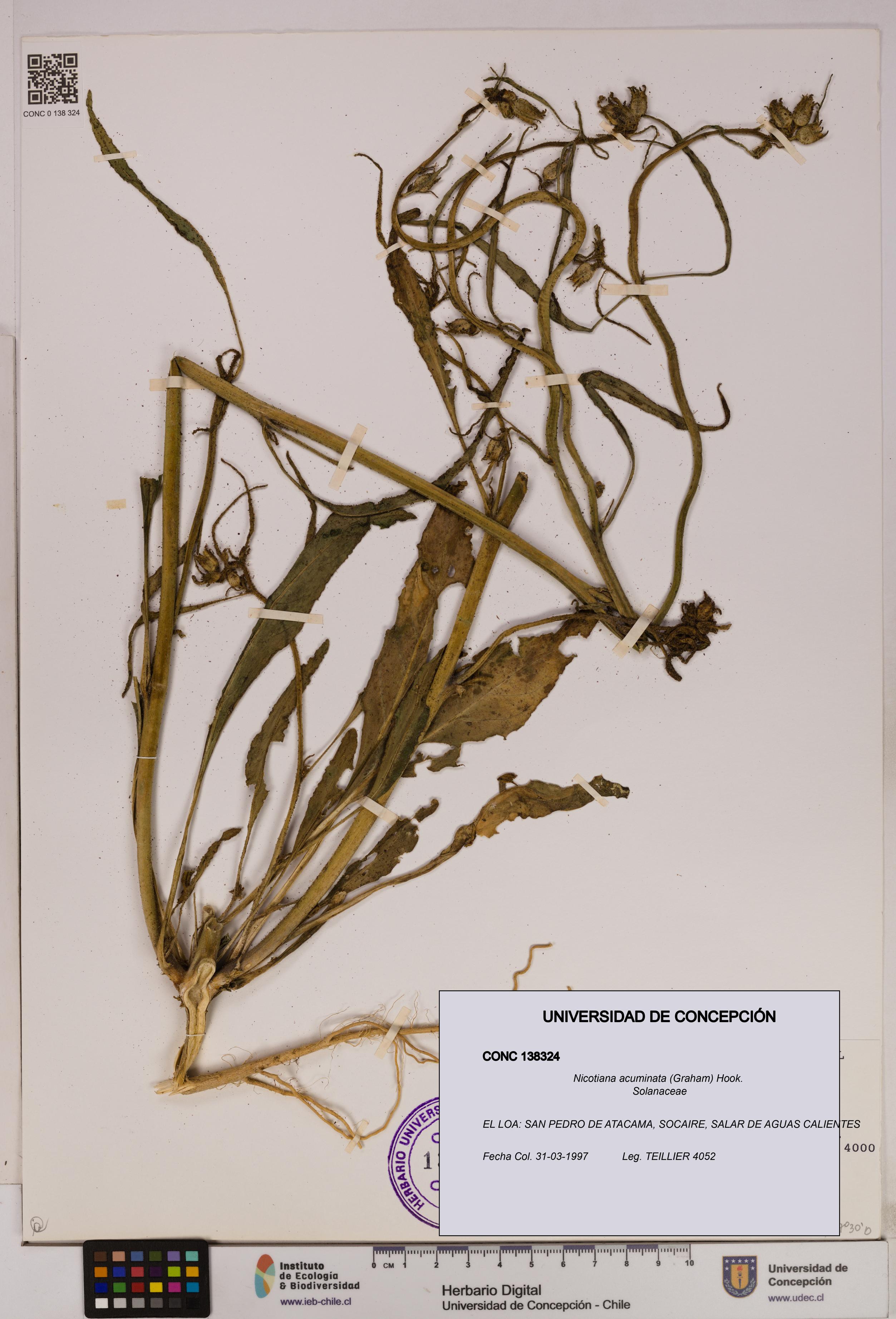 Nicotiana acuminata [Espécimen: UDEC:CONC:0138324]