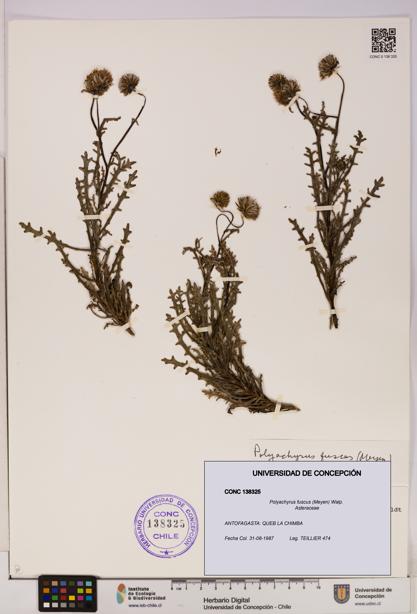 Polyachyrus fuscus [Espécimen: UDEC:CONC:0138325]