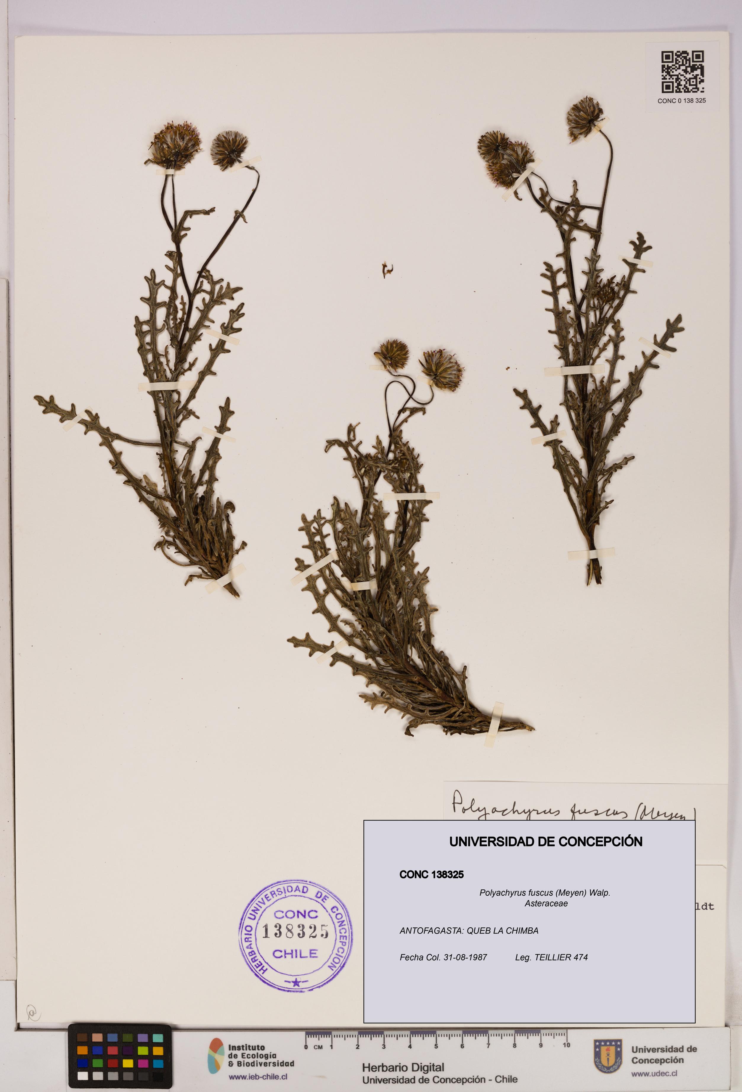 Polyachyrus fuscus [Espécimen: UDEC:CONC:0138325]