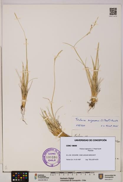 Festuca rigescens [Espécimen: UDEC:CONC:0138330]