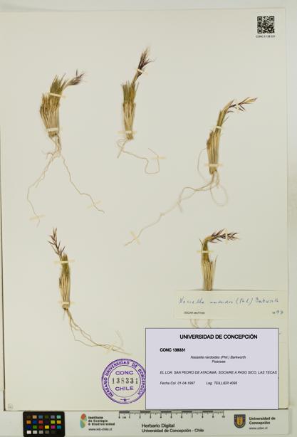 Nassella nardoides [Espécimen: UDEC:CONC:0138331]