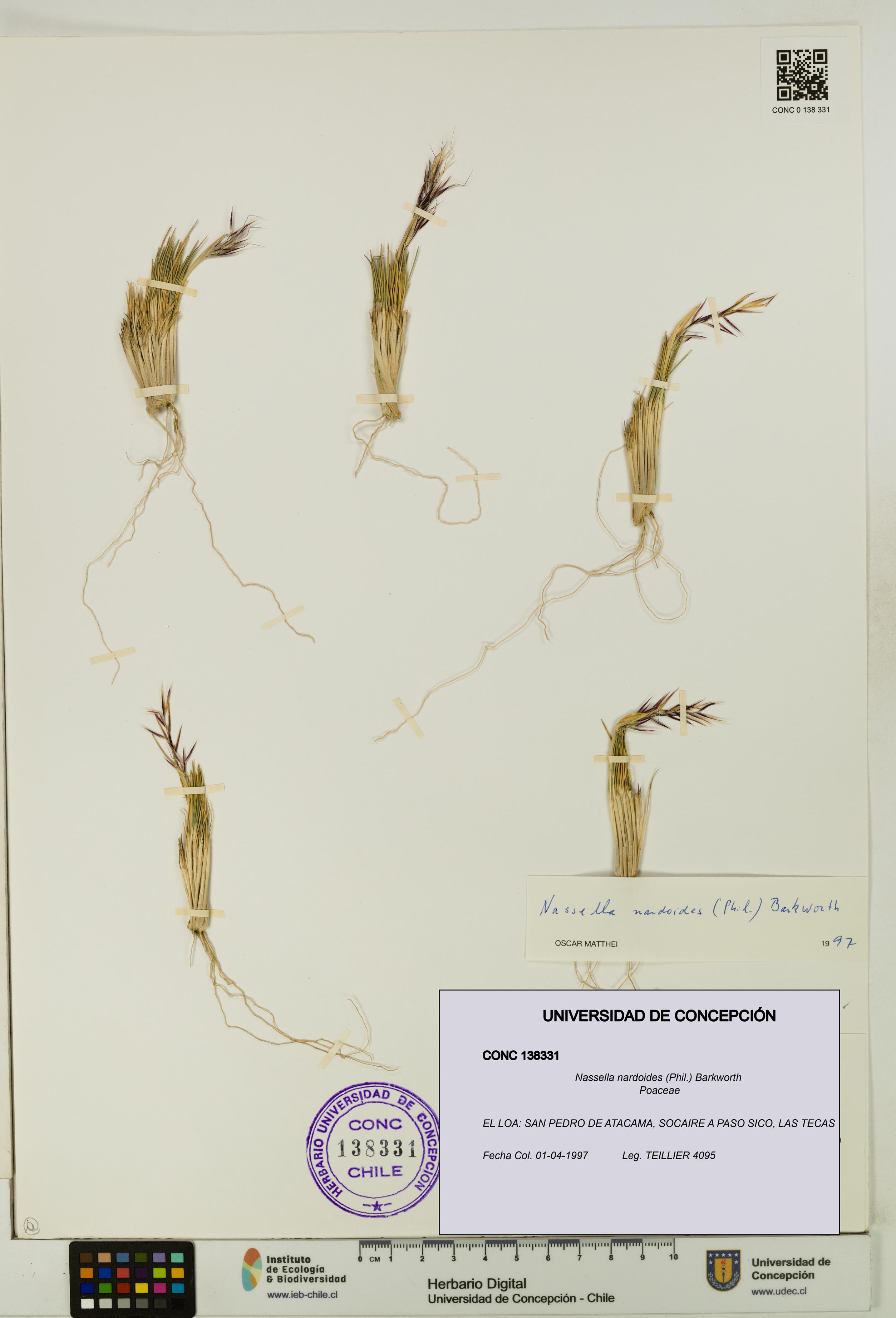 Nassella nardoides [Espécimen: UDEC:CONC:0138331]