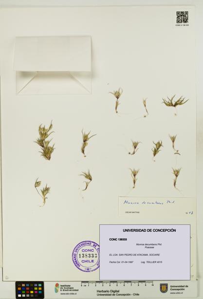 Munroa decumbens [Espécimen: UDEC:CONC:0138333]