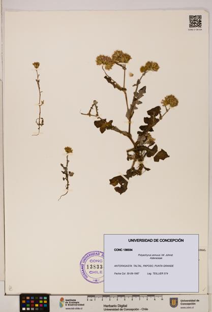 Polyachyrus annuus [Espécimen: ]