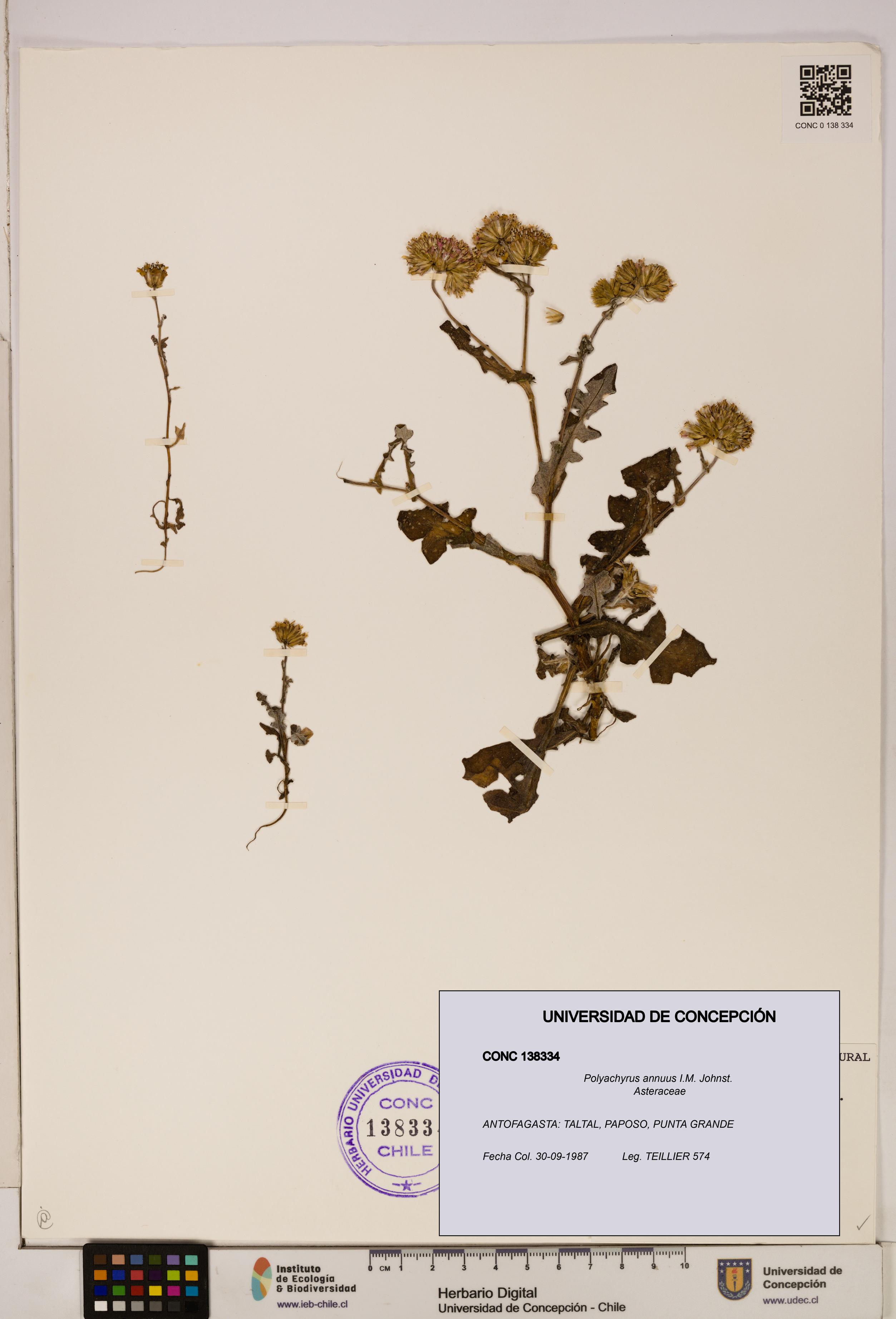 Polyachyrus annuus [Espécimen: ]