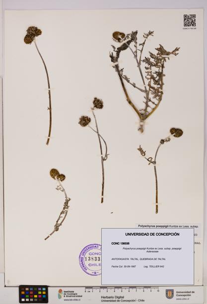 Polyachyrus poeppigii [Espécimen: UDEC:CONC:0138335]