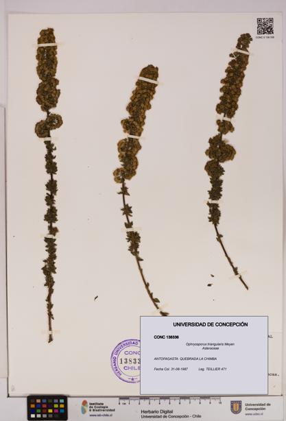 Ophryosporus triangularis [Espécimen: UDEC:CONC:0138336]
