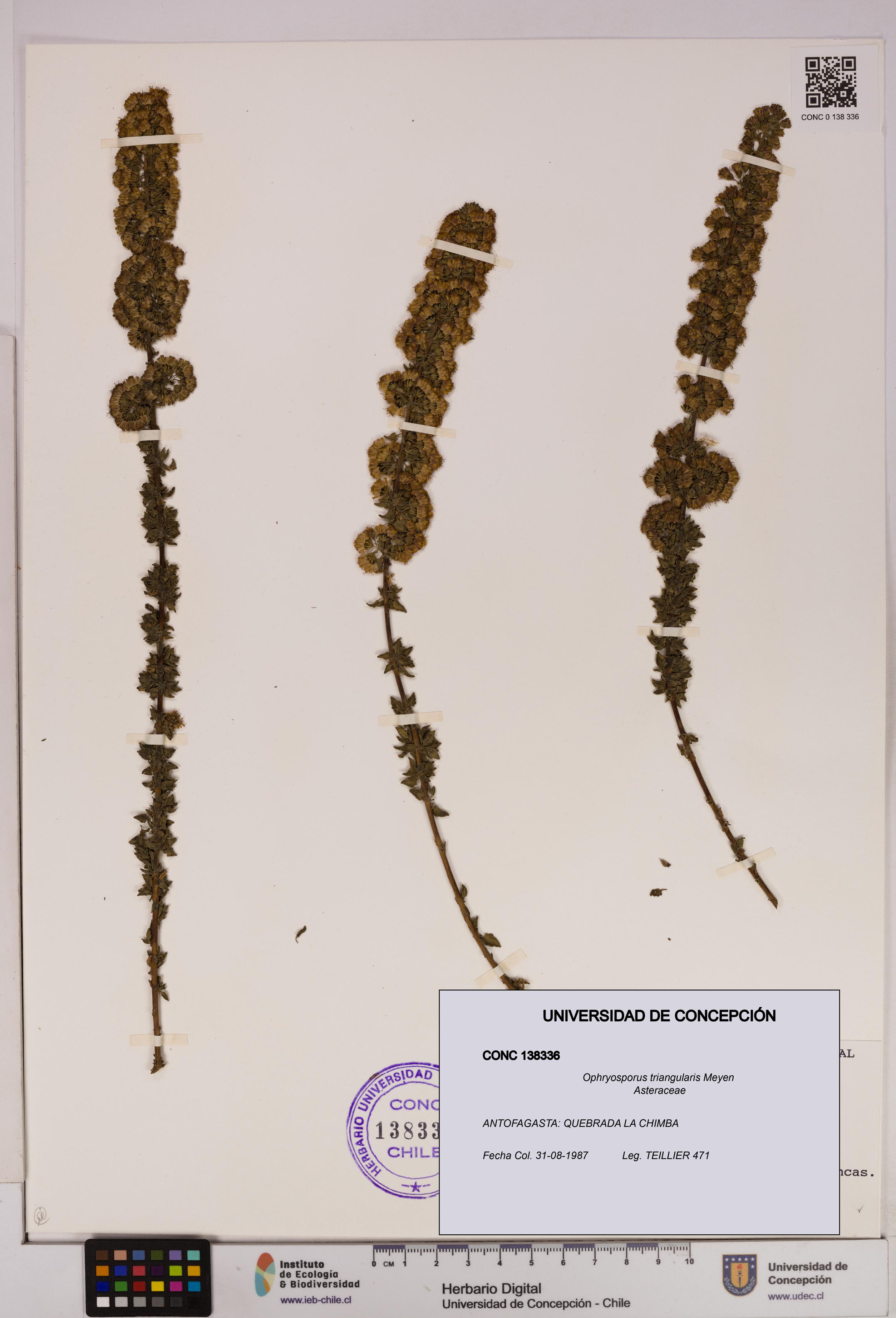 Ophryosporus triangularis [Espécimen: UDEC:CONC:0138336]