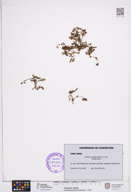 Phacelia cumingii [Espécimen: ]