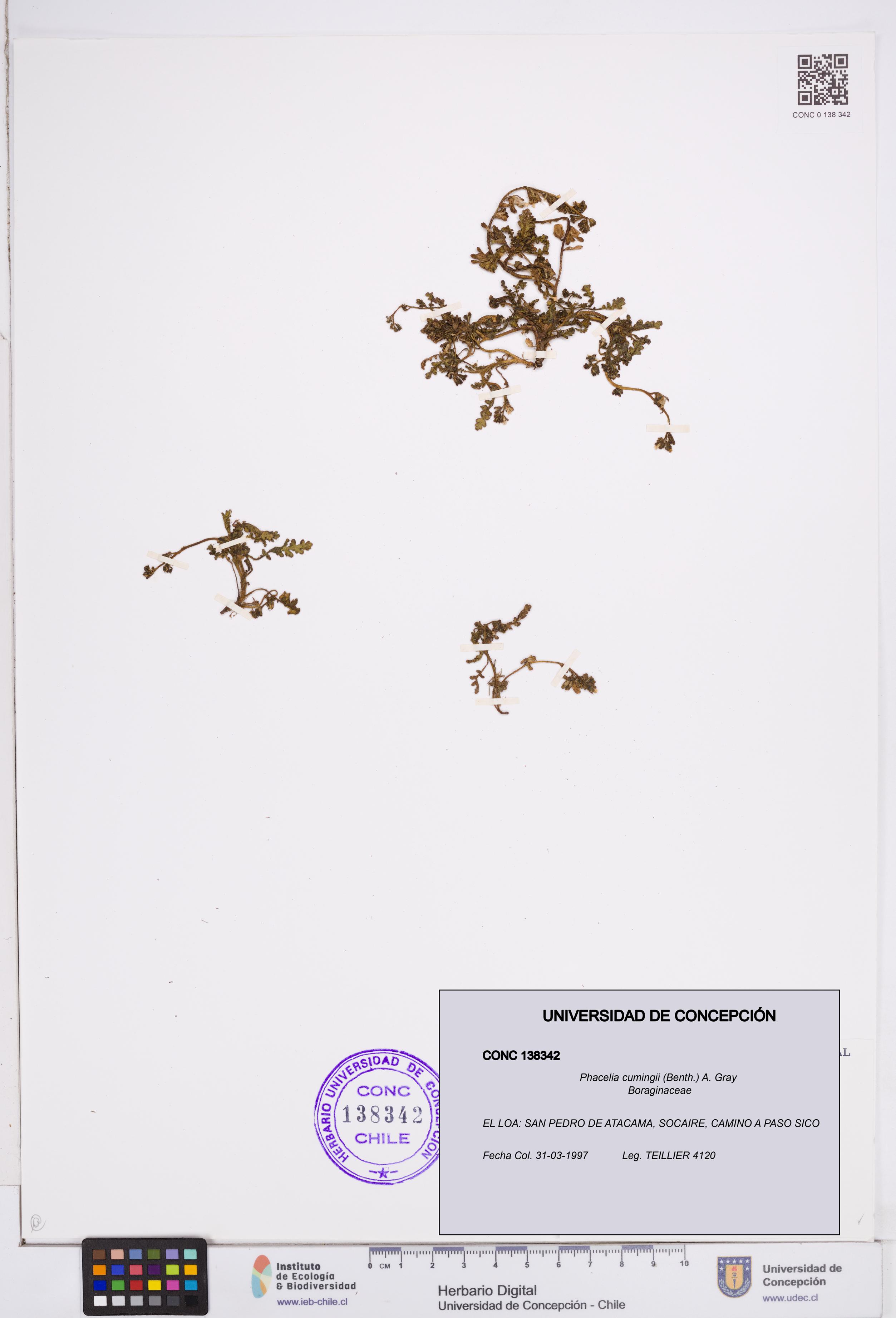 Phacelia cumingii [Espécimen: ]