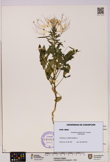 Incacleome chilensis [Espécimen: UDEC:CONC:0138343]