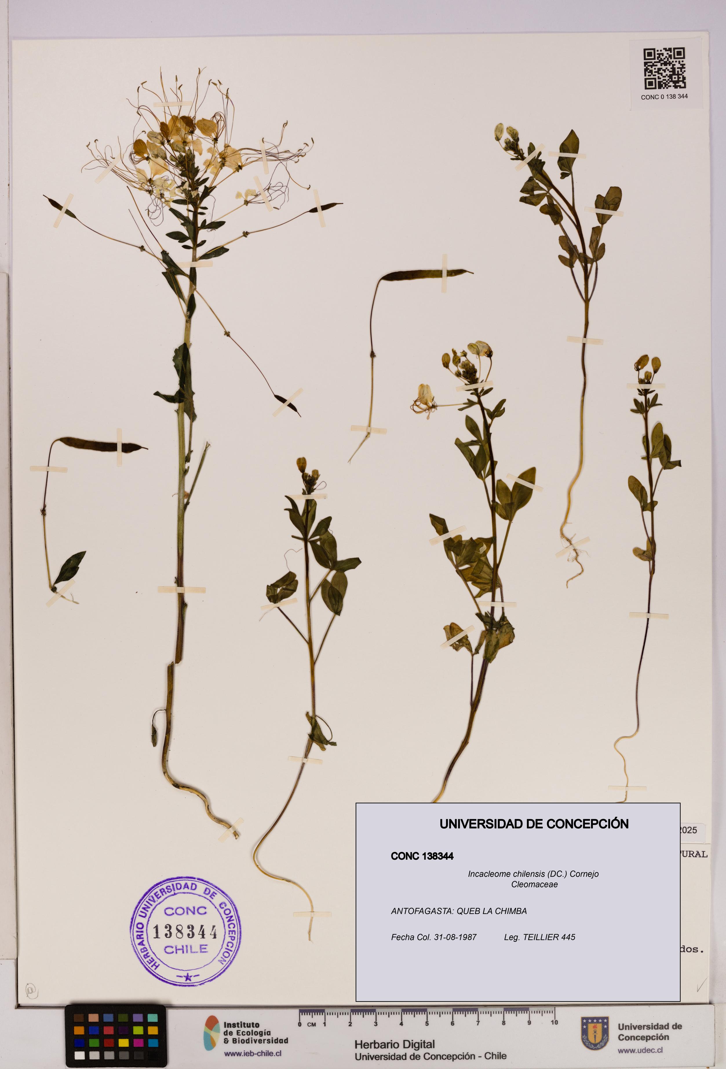 Incacleome chilensis [Espécimen: UDEC:CONC:0138344]