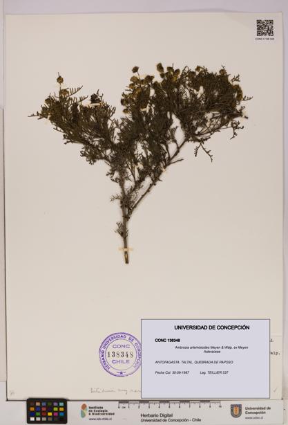 Ambrosia artemisioides [Espécimen: UDEC:CONC:0138348]