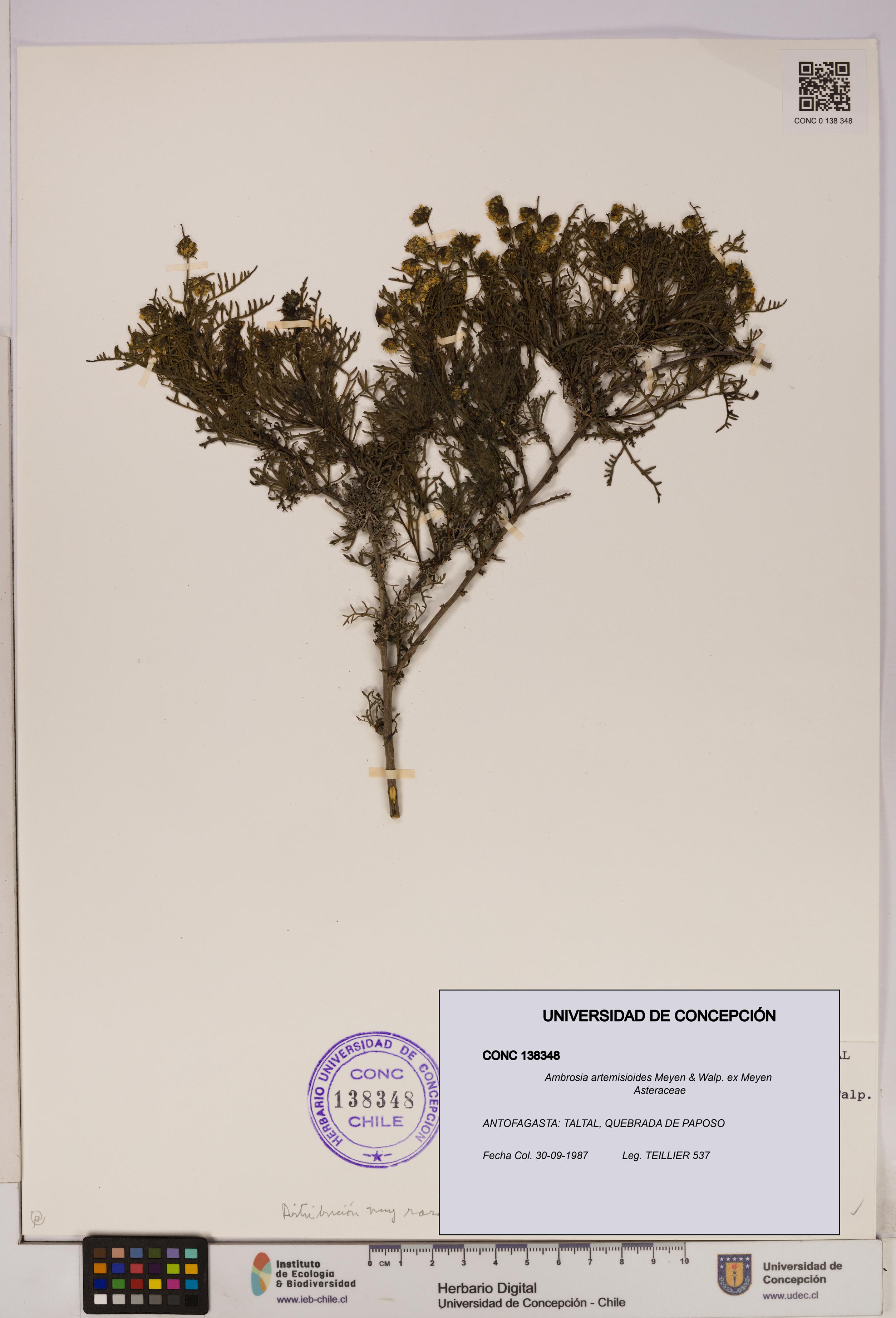 Ambrosia artemisioides [Espécimen: UDEC:CONC:0138348]