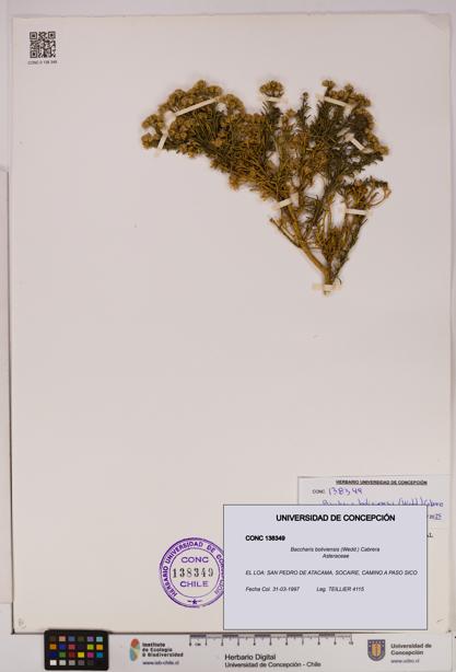 Baccharis boliviensis [Espécimen: UDEC:CONC:0138349]