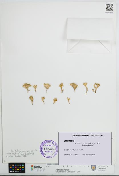 Sarcocornia pulvinata [Espécimen: UDEC:CONC:0138352]