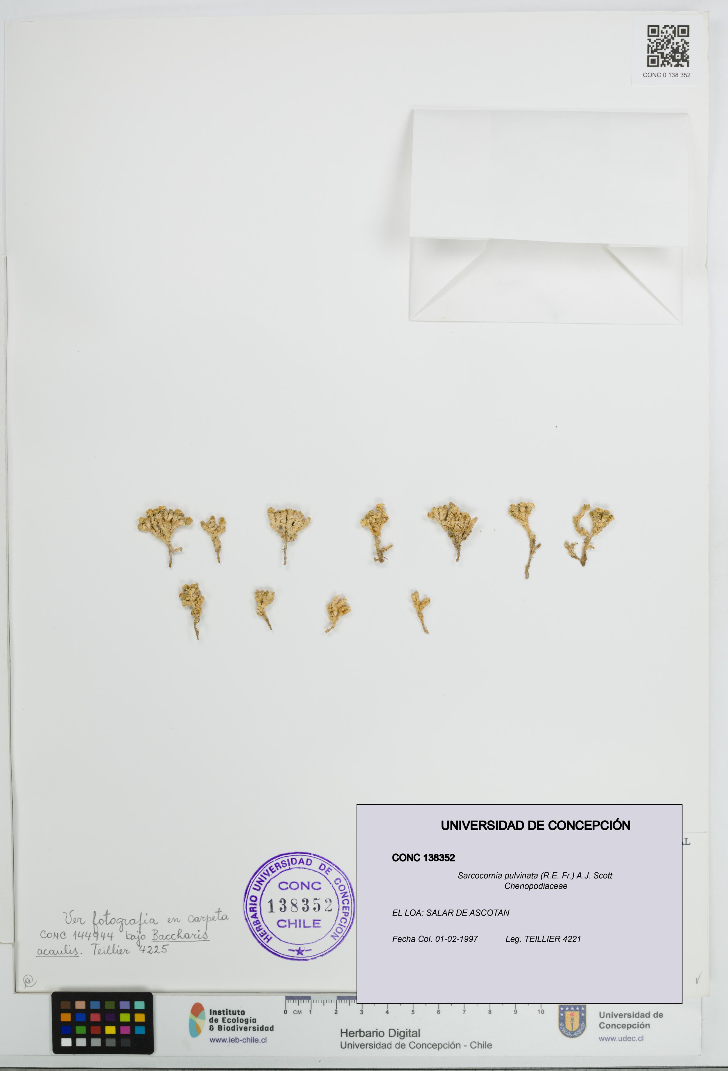 Sarcocornia pulvinata [Espécimen: UDEC:CONC:0138352]