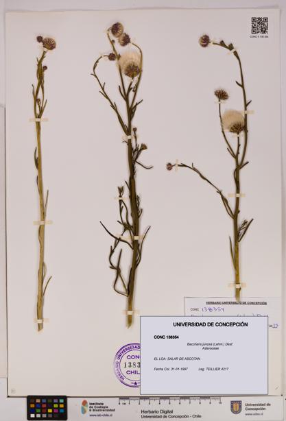 Baccharis juncea [Espécimen: UDEC:CONC:0138354]