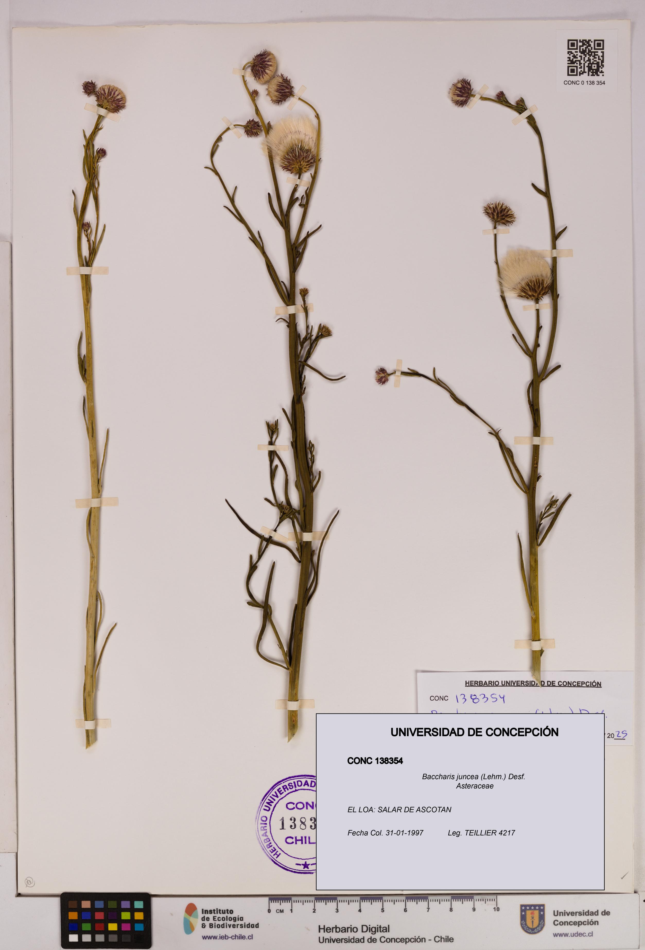 Baccharis juncea [Espécimen: UDEC:CONC:0138354]