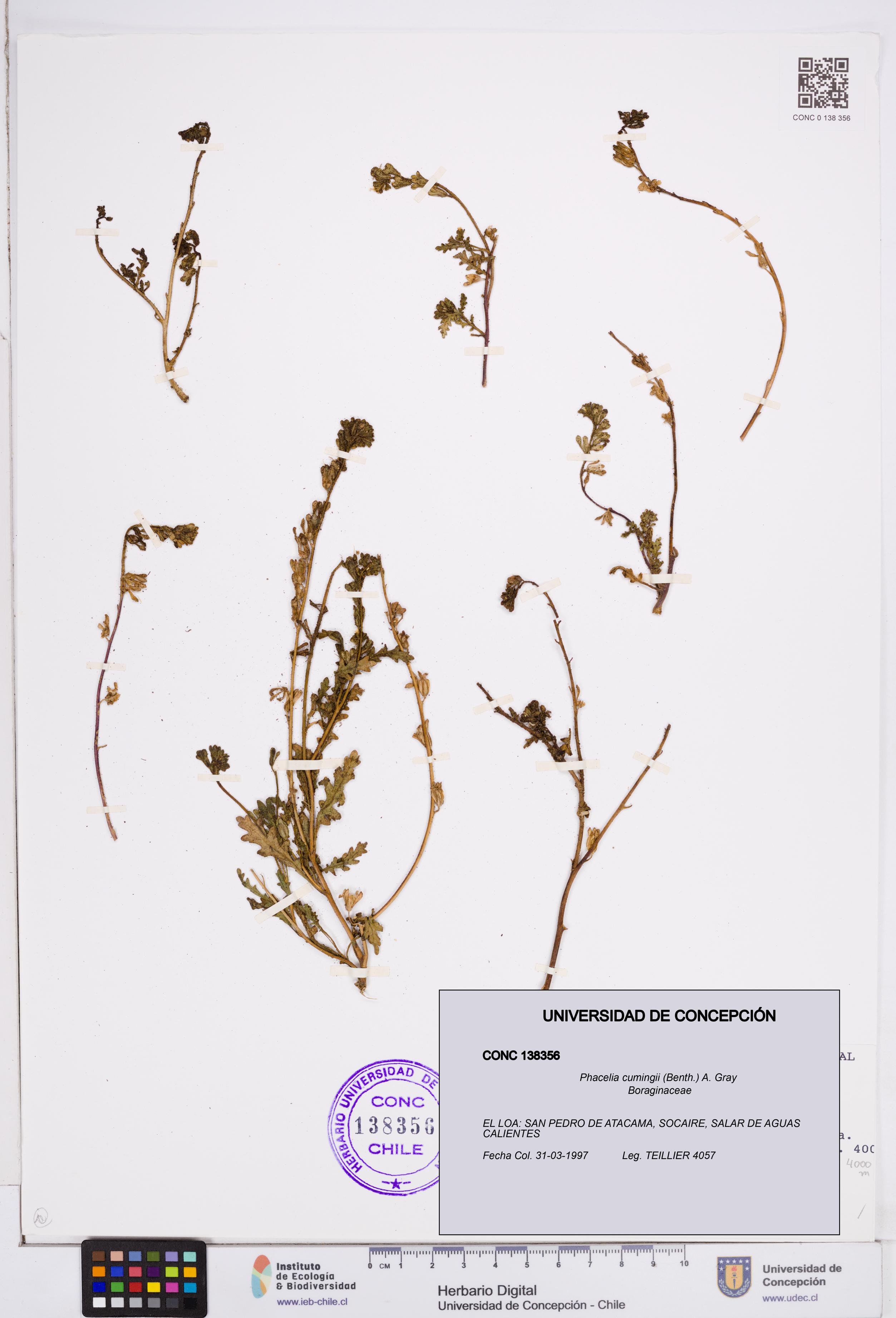Phacelia cumingii [Espécimen: ]