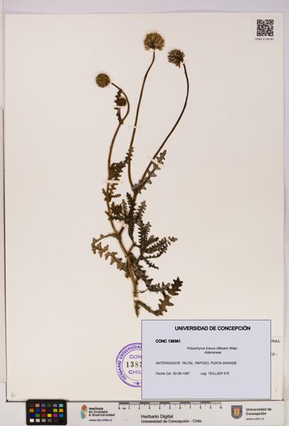 Polyachyrus fuscus [Espécimen: UDEC:CONC:0138361]